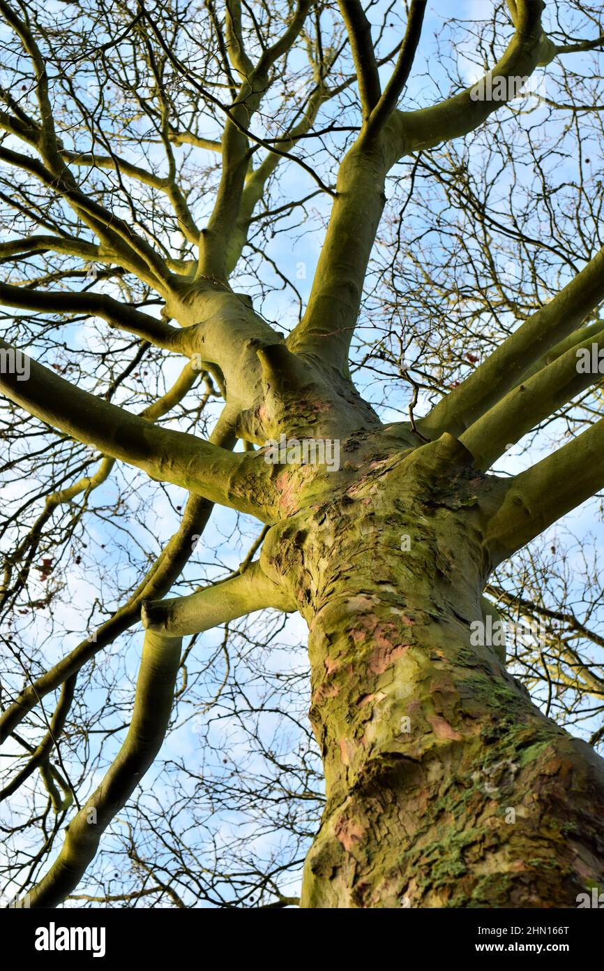 Plane tree from below against the sky Stock Photo