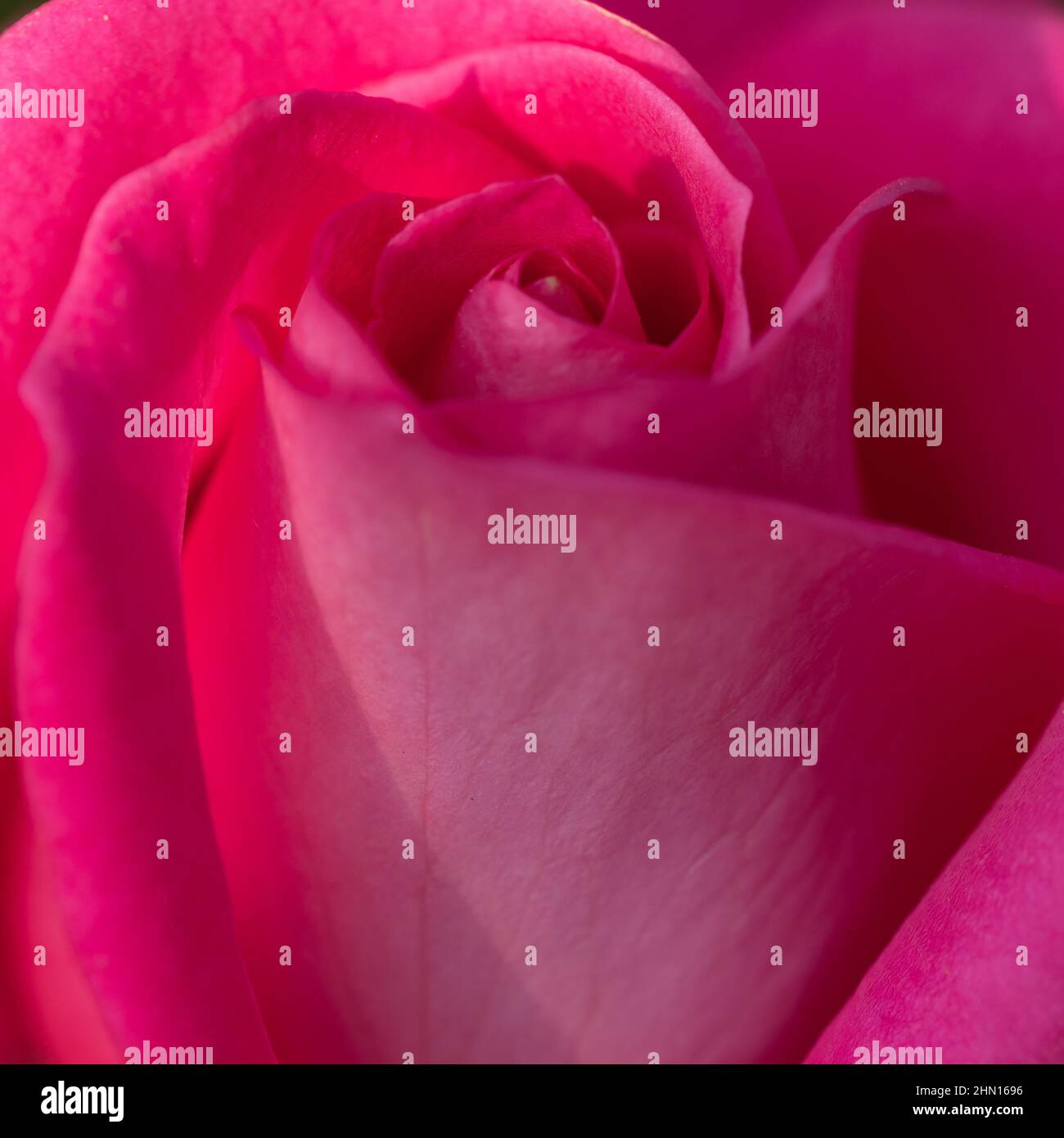 Close up of an pink rose flower with petals blooming as a texture and background Stock Photo
