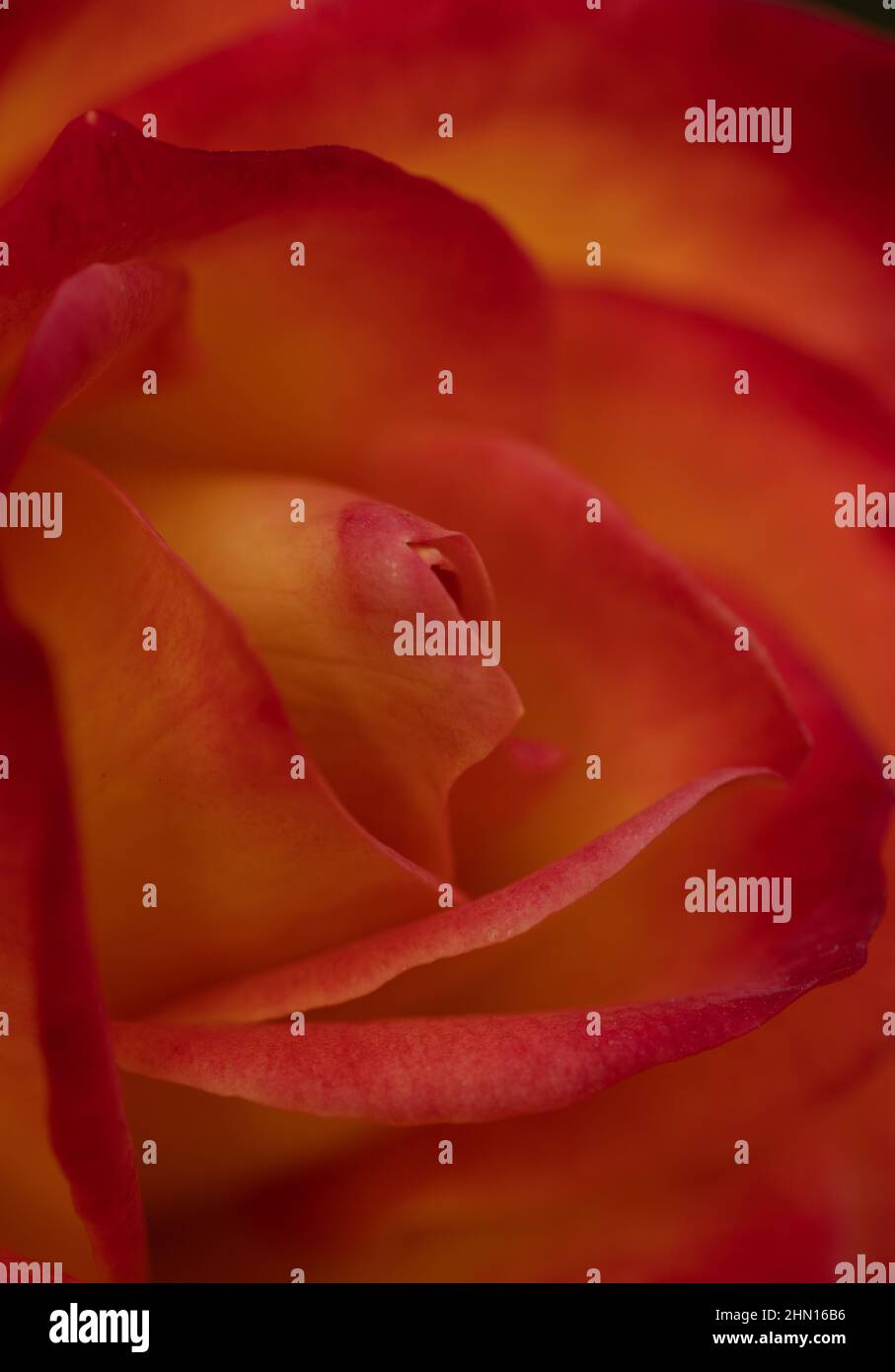Close up of an orange rose blooming with petals as a texture and background Stock Photo