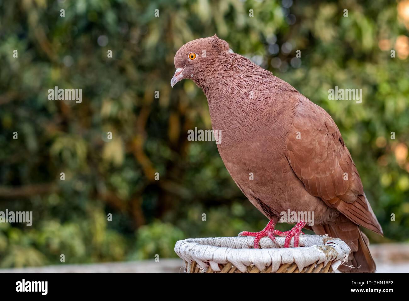 A domestic red pigeon standing on a bamboo cage close up shot Stock Photo