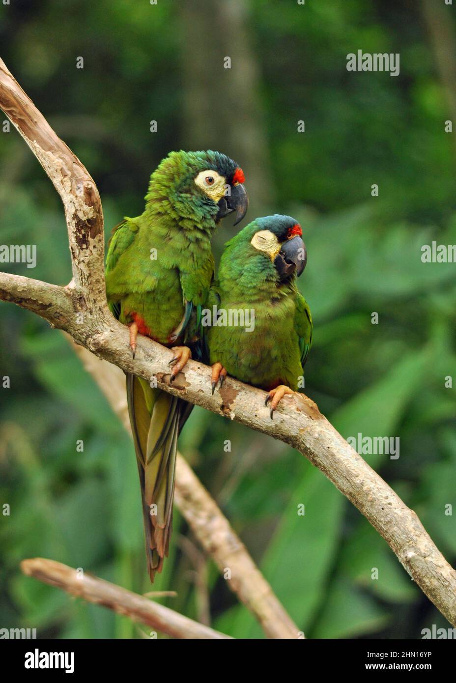 Pair of Blue-winged macaw (Primolius maracana) more commonly known as Illigers macaw, perched on a branch. Taken at Parque des aves, Brazil. Stock Photo