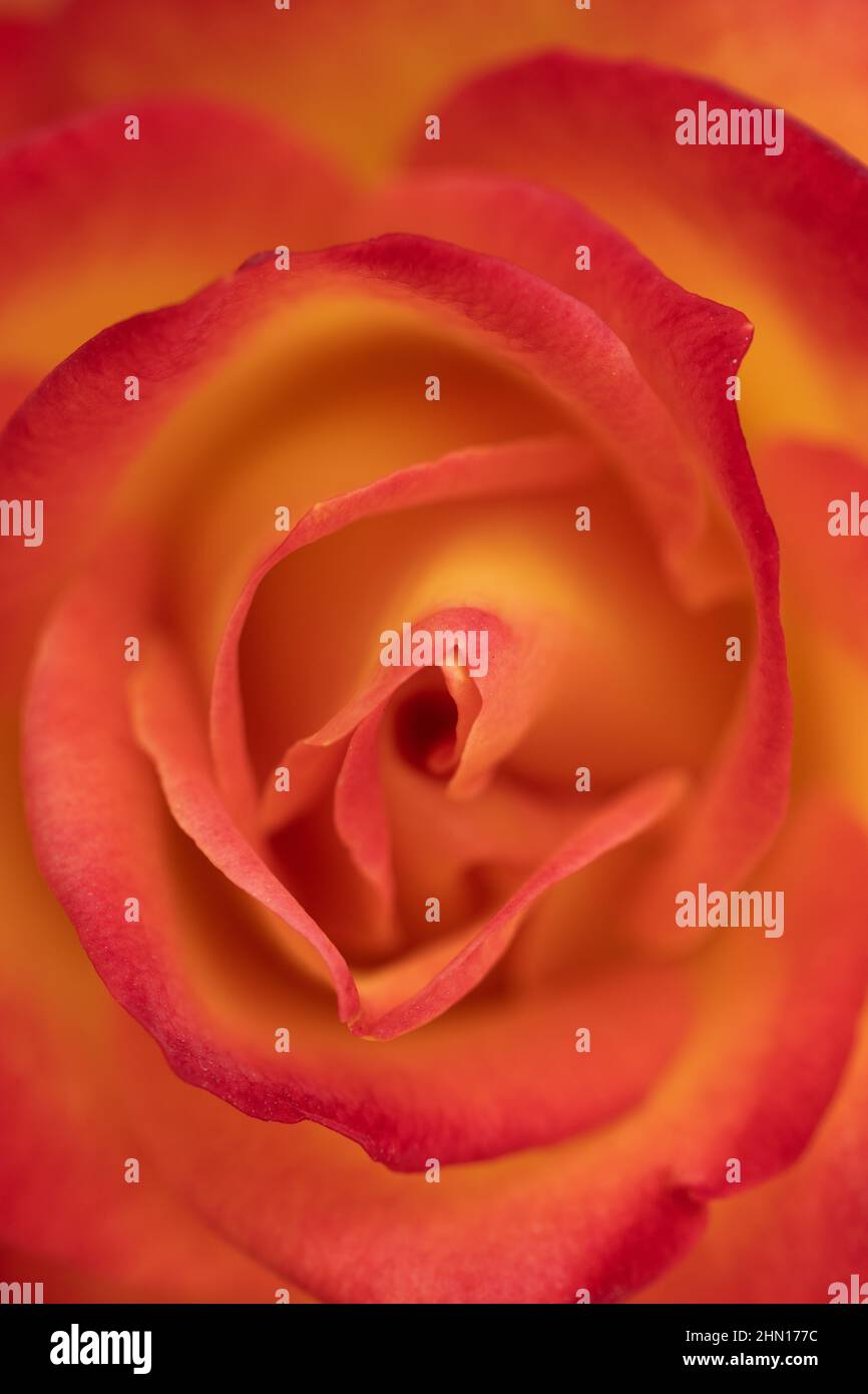 Close up of an orange rose blooming with petals as a texture and background Stock Photo