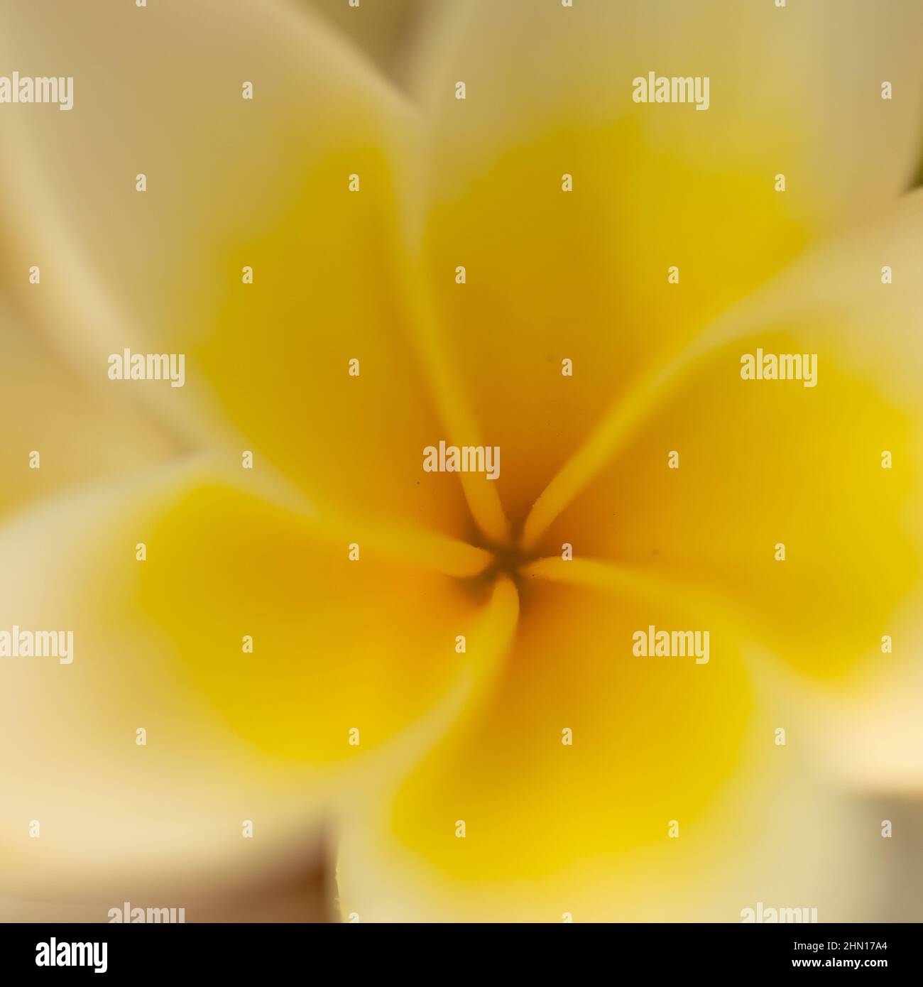 Selective focus image of a golden yellow flower as fine art Stock Photo