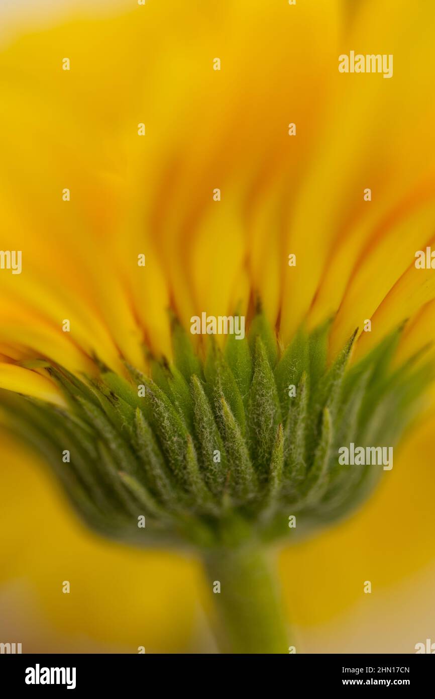 An abstract image of a yellow gerbera flower blooming with blur background Stock Photo