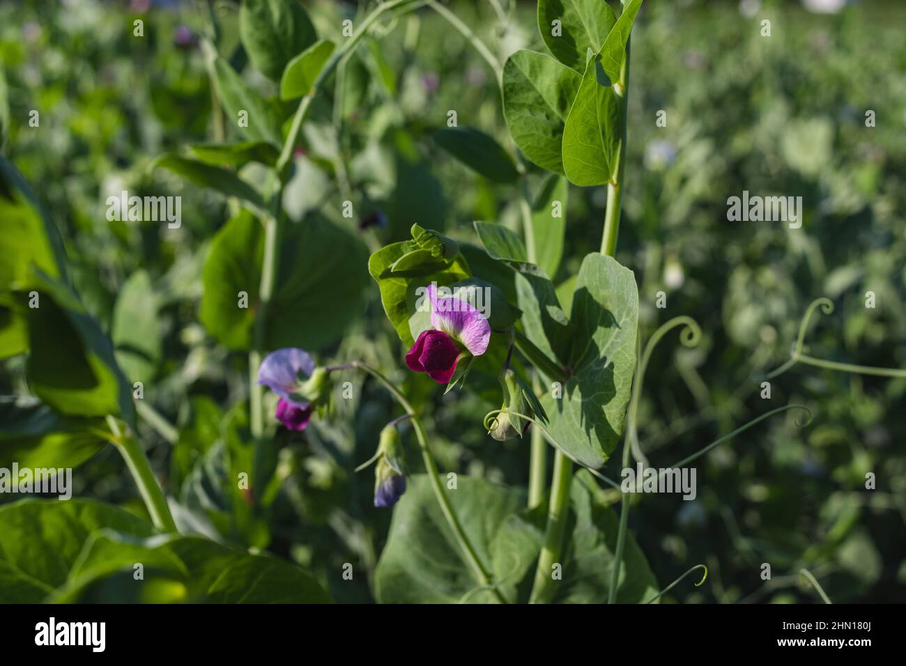 Summer Flowering Home Grown Organic Pea Plants. Growing up a Hazel Stick Wigwam on an Allotment in a Vegetable Garden in Rural region Stock Photo