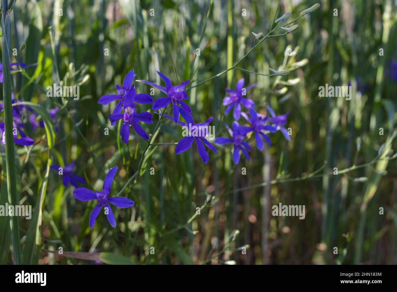 With field larkspur hi-res stock photography and images - Alamy