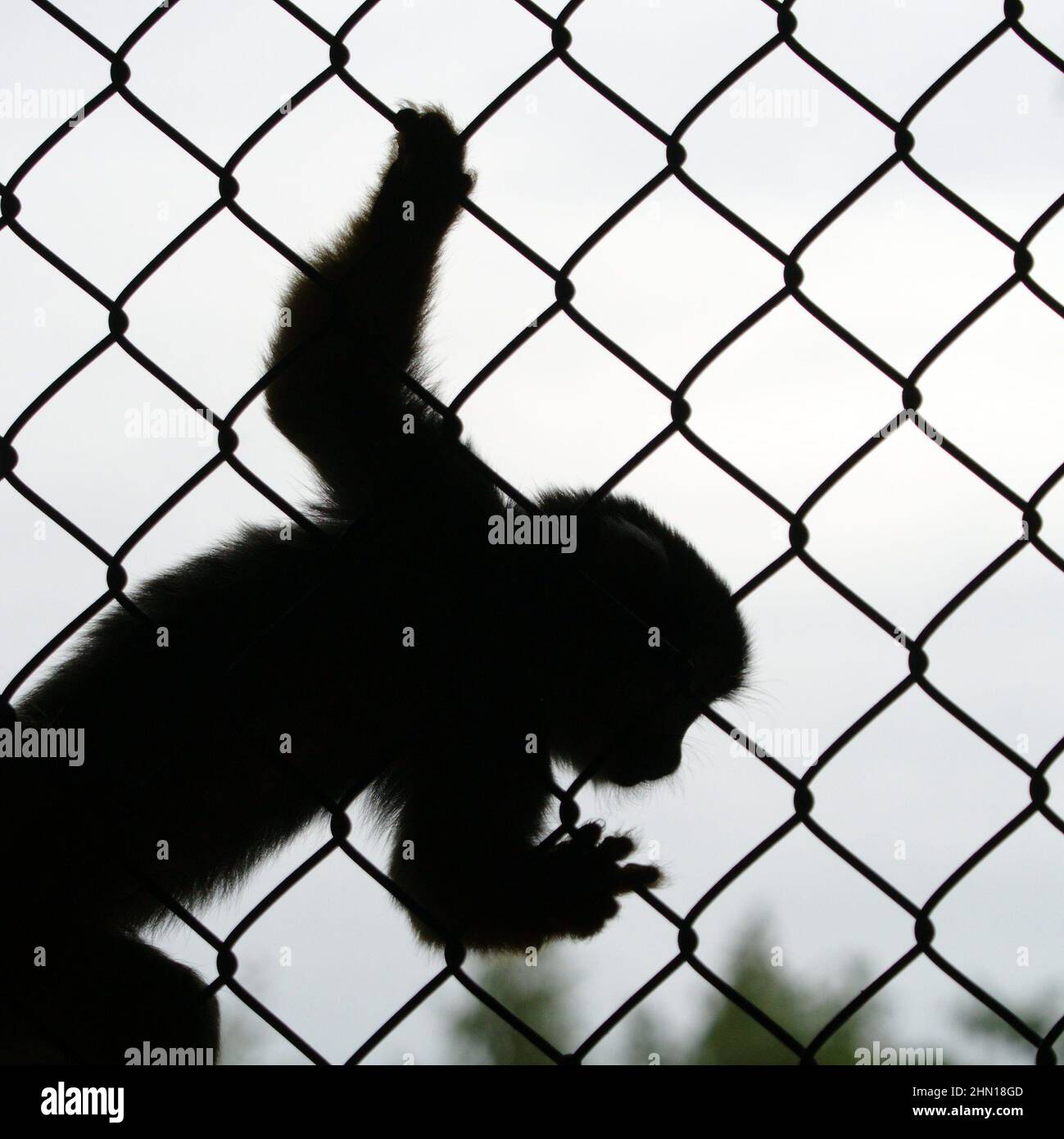 Monkey on fence silhouette Stock Photo