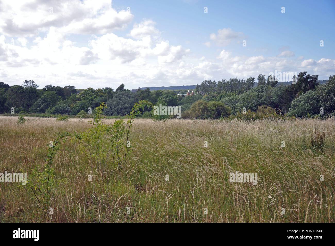 Fields of grass and plants with blue sky and clouds with trees in background. Taken in Maidstone, Kent, United Kingdom. Stock Photo