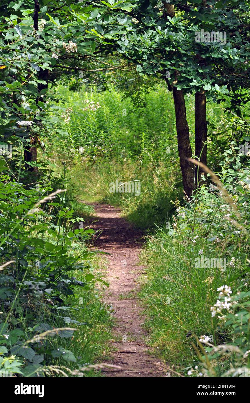 Pathway through English forest and woodland with trees and plants with