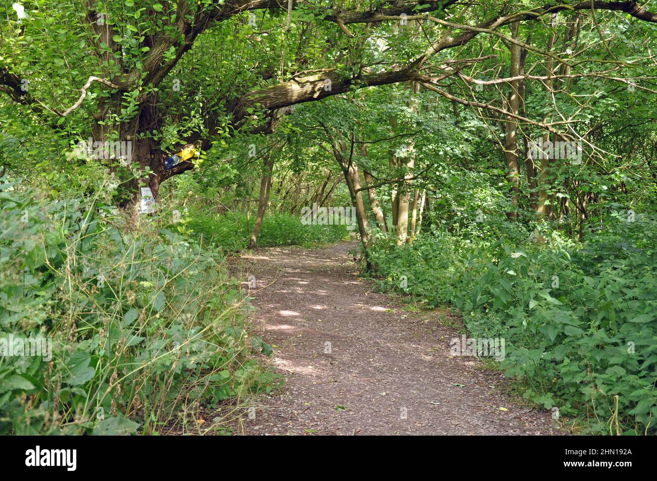 Pathway through English forest and woodland with trees and plants with