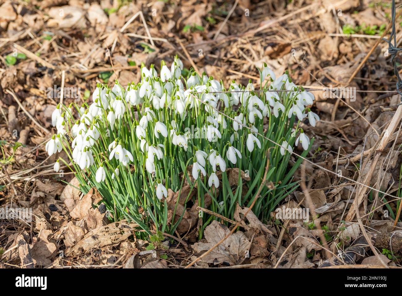 Close up of a patch of wild snowdrops (Galanthus nivalis) in full bloom in the countryside with intentional selective focus and shallow depth of field Stock Photo