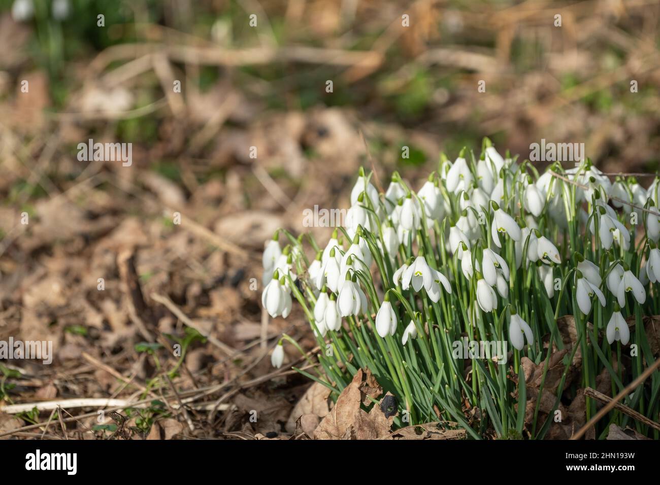 Close up of a patch of wild snowdrops (Galanthus nivalis) in full bloom in the countryside with intentional selective focus and shallow depth of field Stock Photo