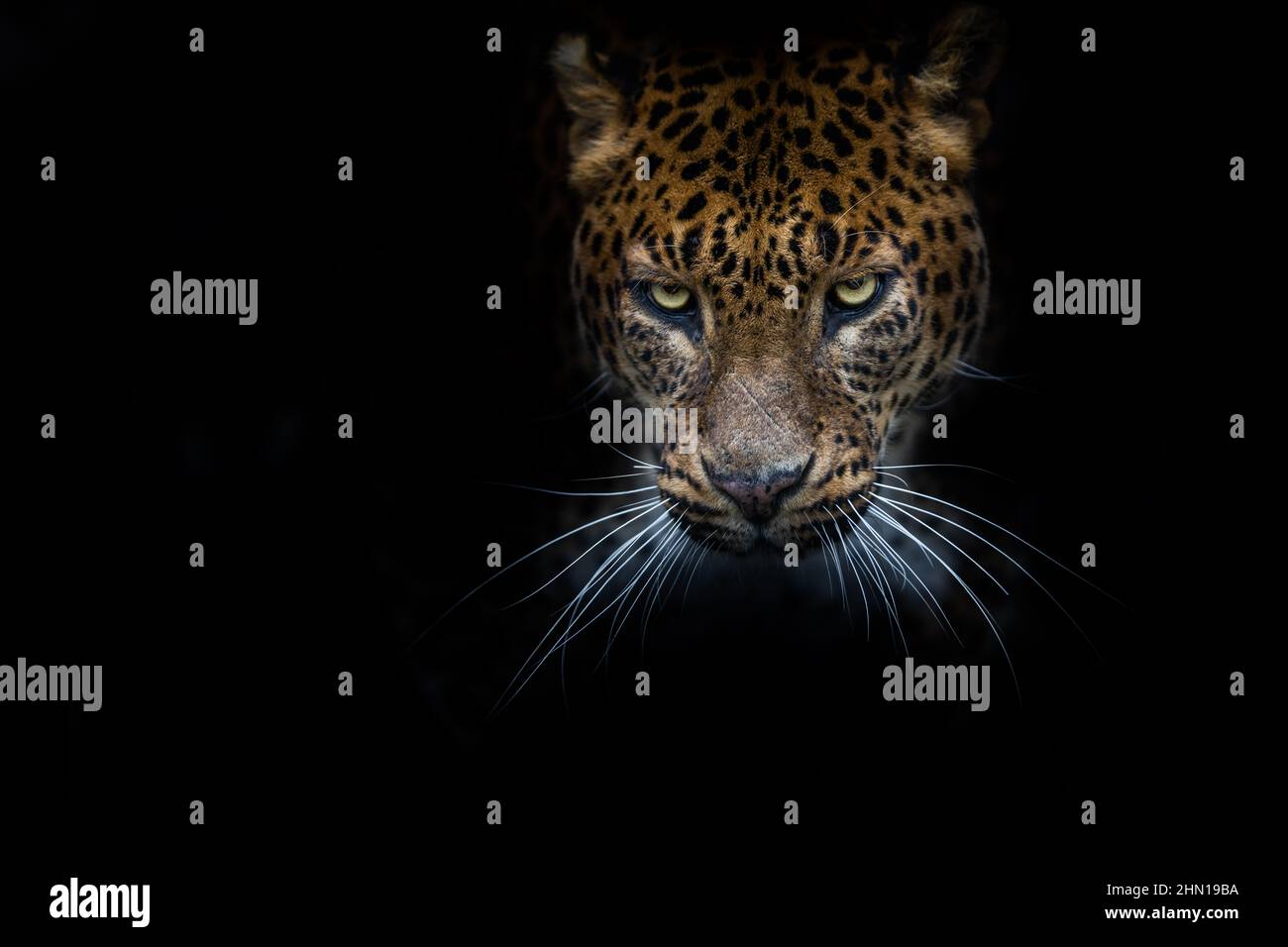 Leopard with a black background Stock Photo