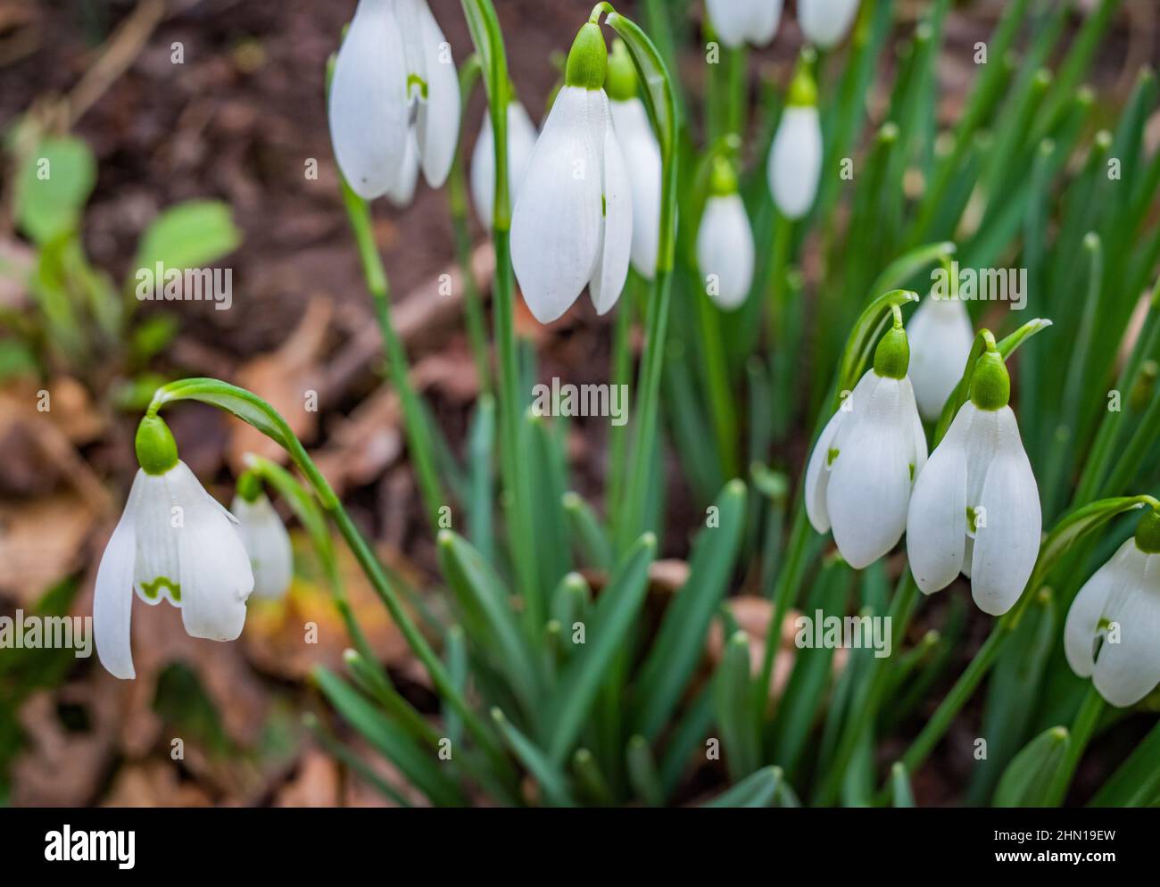 Close up of a patch of wild snowdrops (Galanthus nivalis) in full bloom in the countryside with intentional soft focus Stock Photo