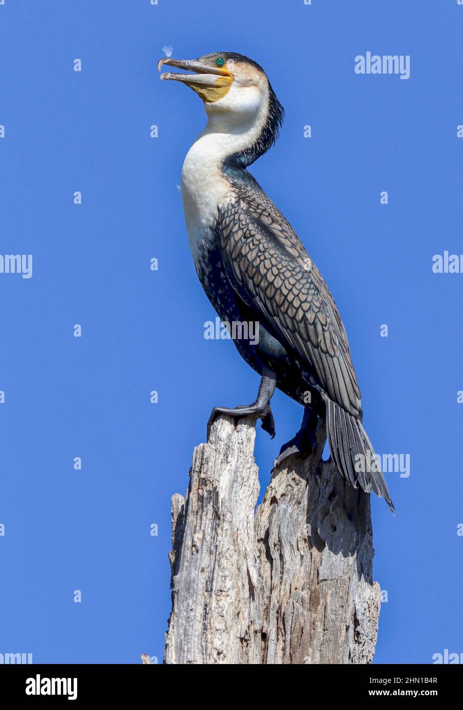 Whitebreasted Cormorant, South Africa Stock Photo Alamy
