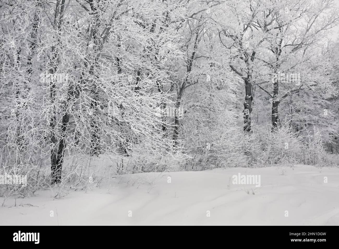 Winter scene background, oak forest covered with frost Stock Photo - Alamy