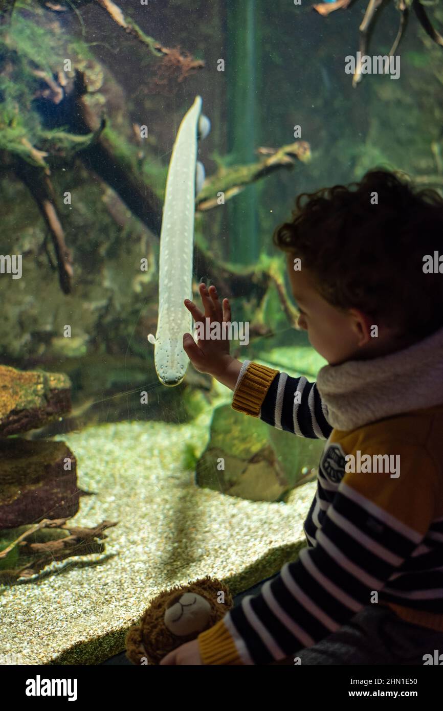 Caucasian child boy putting a hand on the glass of an aquarium, trying to touch an Electric Eel swimming towards him. Stock Photo