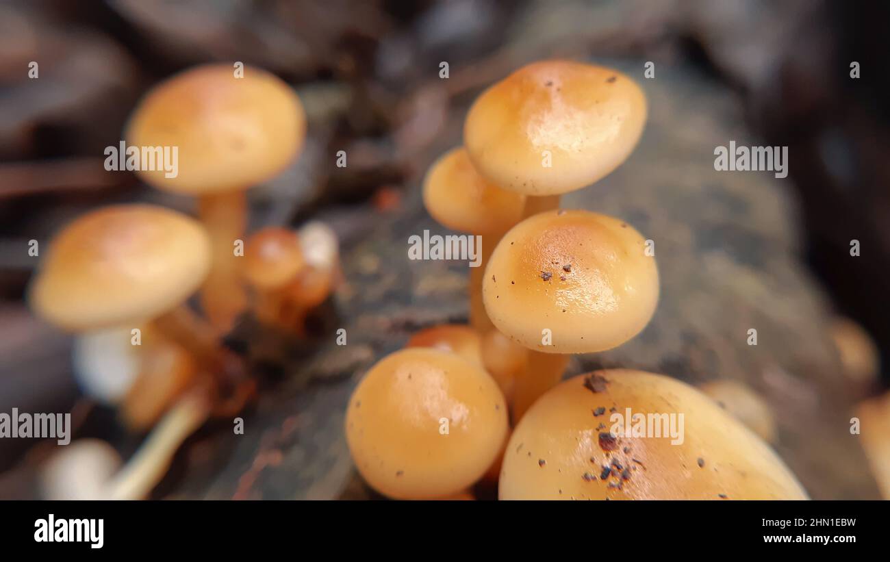 Beautiful small   brown   mushroom picture Wild mushrooms of himalayas Stock Photo