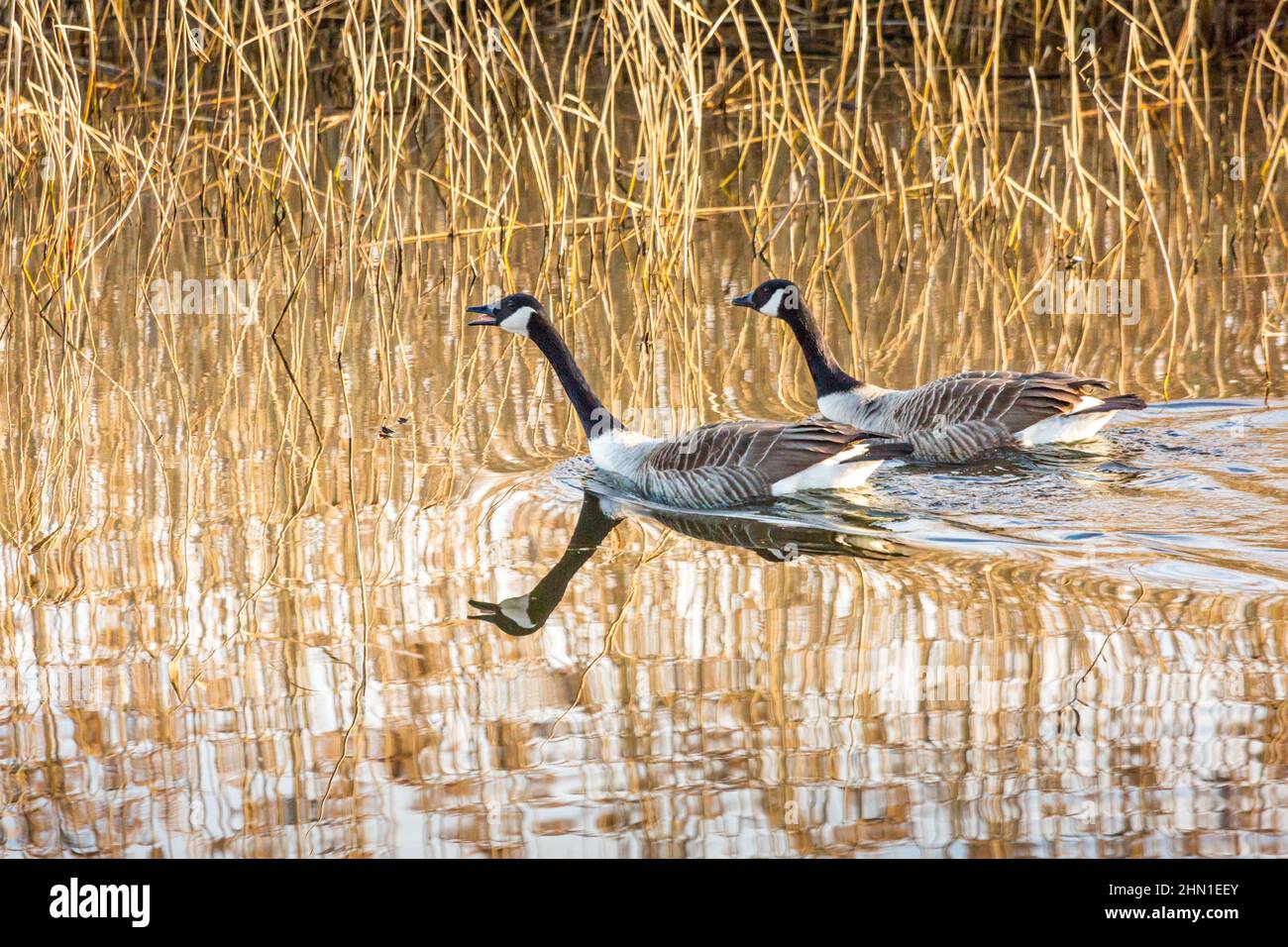 Breeding pair geese hi-res stock photography and images - Alamy