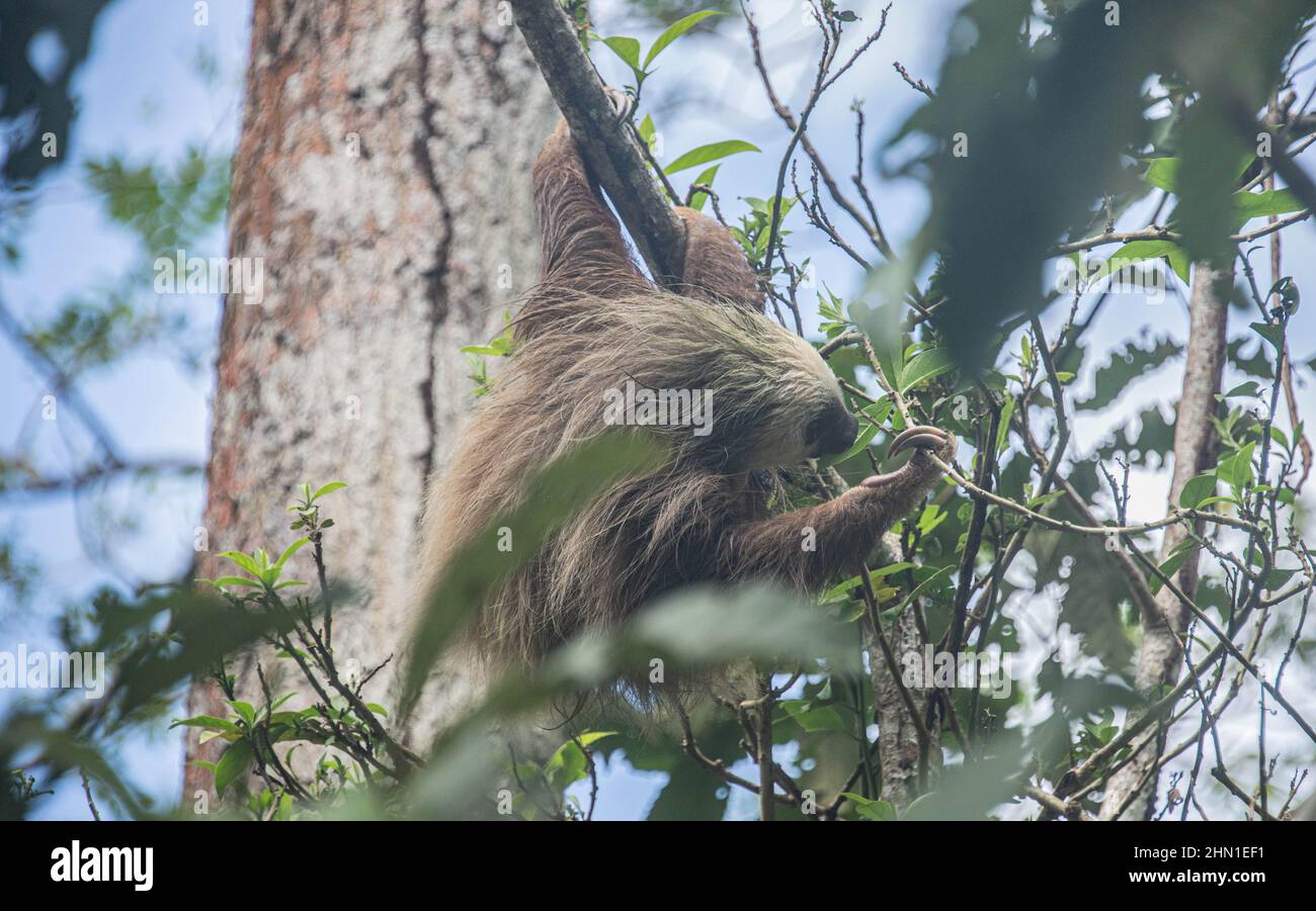 Hoffman’s two-toed sloth (Choloepus hoffmanni), Cahuita National Park, Costa Rica Stock Photo