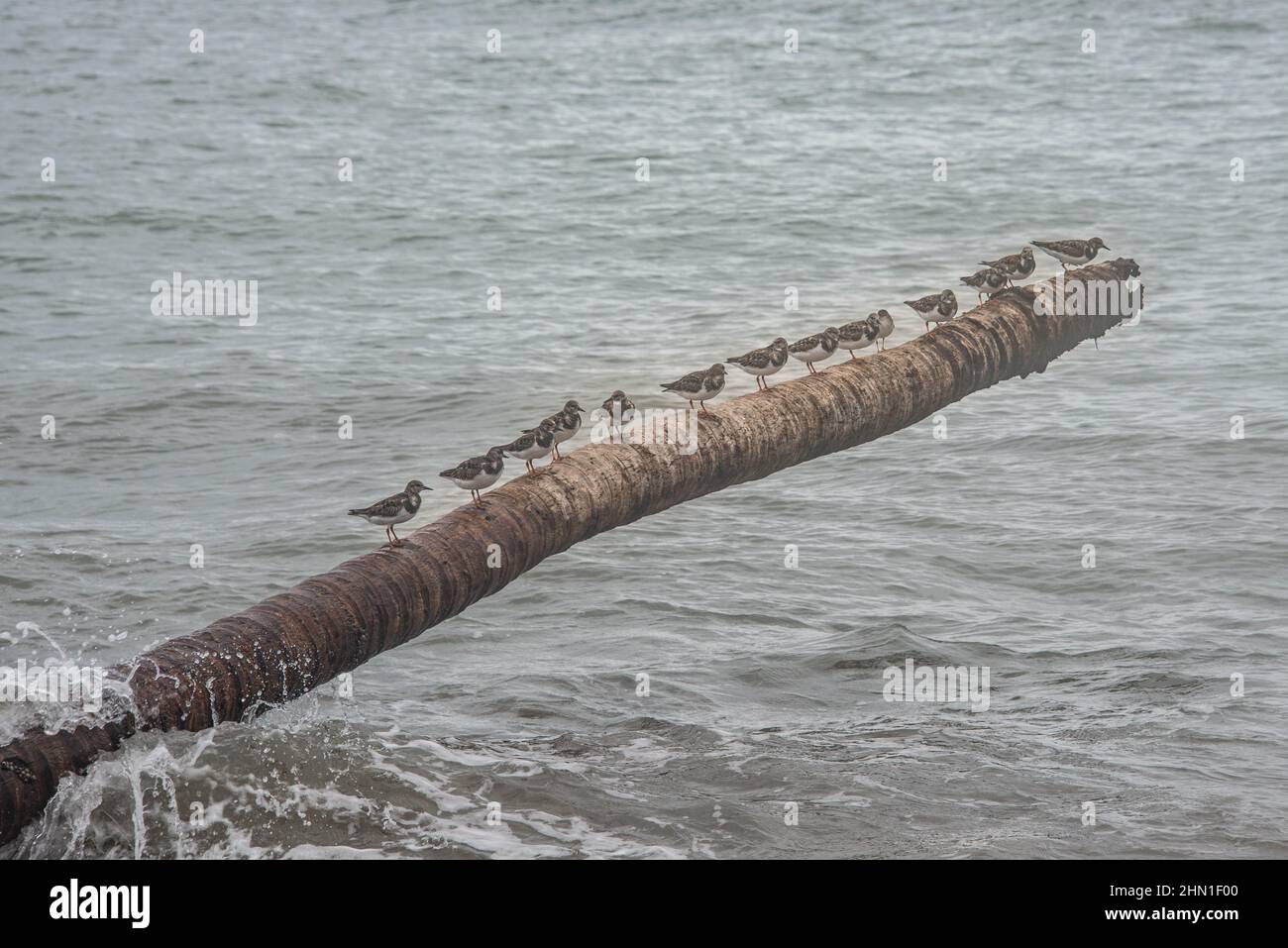 Sandpipers on a palm tree trunk, Cahuita National Park, Costa Rica Stock Photo