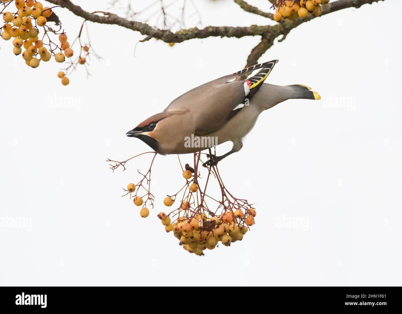 Waxwing (Bombycilla garrulus), feeding on golden-fruited Rowan, Dumfries, SW Scotland Stock Photo