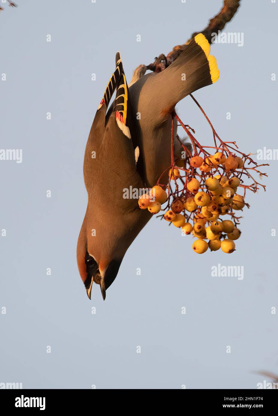 Waxwing (Bombycilla garrulus), feeding on golden-fruited Rowan, Dumfries, SW Scotland Stock Photo