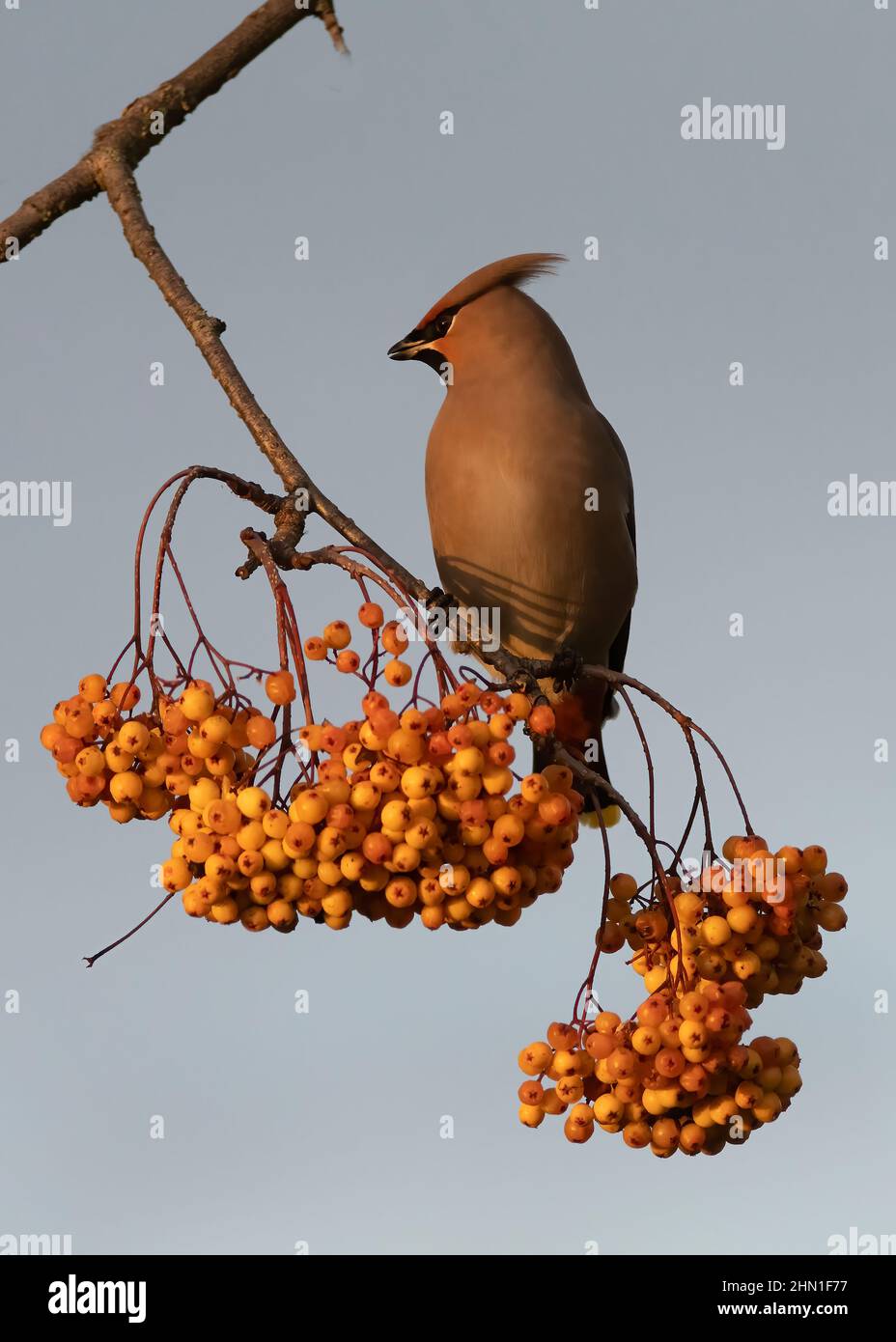 Waxwing (Bombycilla garrulus), feeding on golden-fruited Rowan, Dumfries, SW Scotland Stock Photo