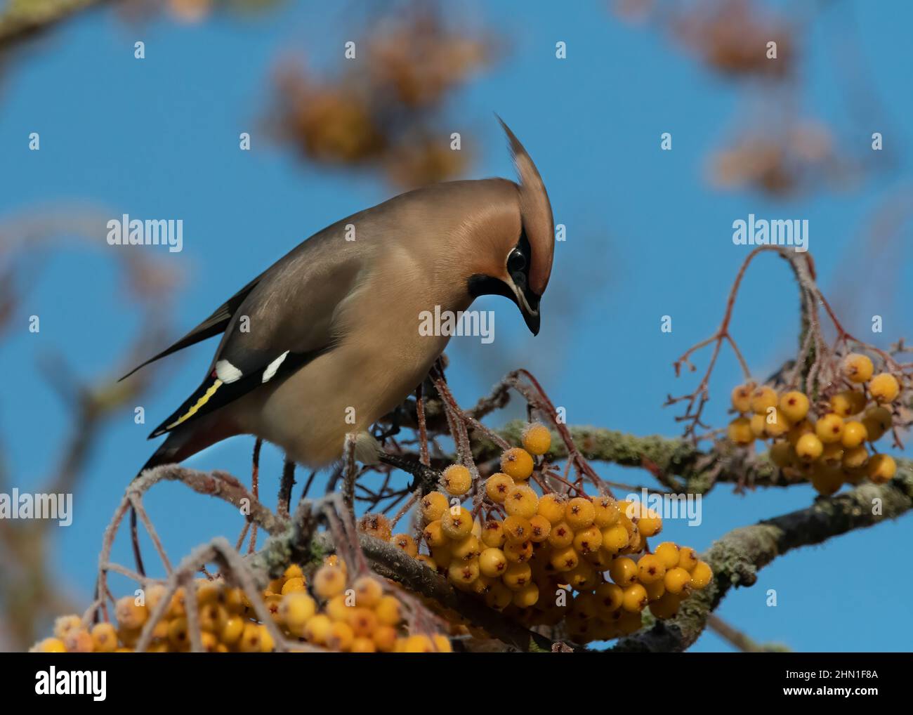 Waxwing (Bombycilla garrulus), feeding on golden-fruited Rowan, Dumfries, SW Scotland Stock Photo