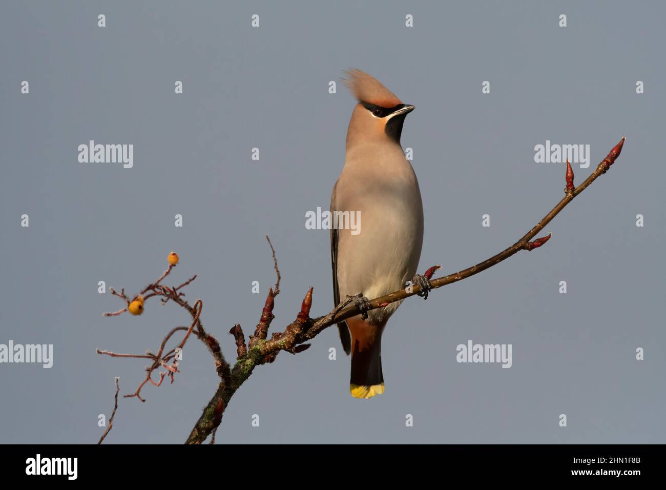 Waxwing (Bombycilla garrulus), feeding on golden-fruited Rowan, Dumfries, SW Scotland Stock Photo