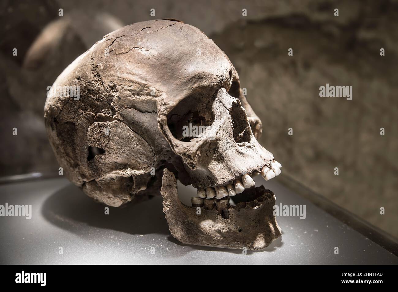 An archaeological find in the form of a fragment of human remains - the human skull Stock Photo