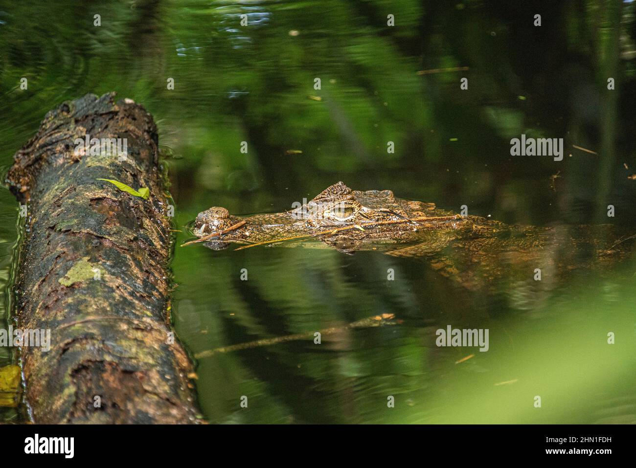 Lurking spectacled caiman (Caiman crocodilus), Cahuita National Park, Costa Rica Stock Photo