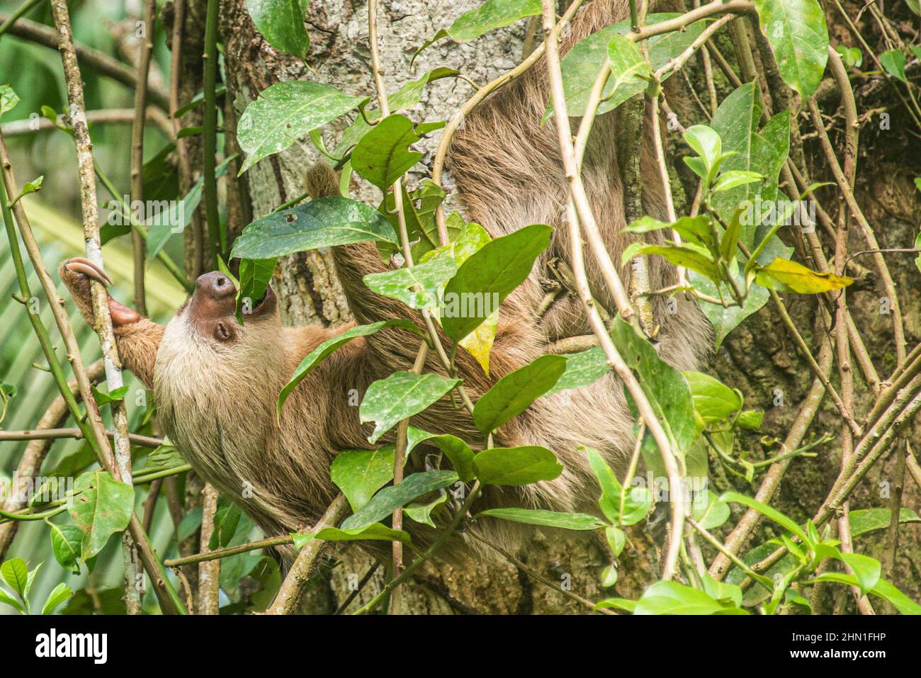 Hoffman’s two-toed sloth (Choloepus hoffmanni), Cahuita National Park, Costa Rica Stock Photo
