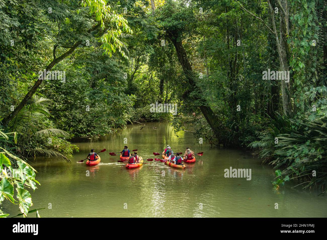 Kayaking in the jungle, Puerto Viejo, Costa Rica Stock Photo