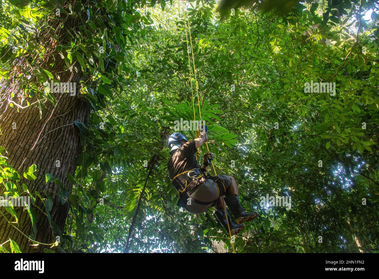 Climbing a rope to a jungle treehouse, Manzanillo, Costa Rica Stock Photo