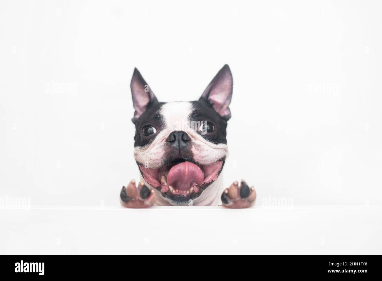 A curious and funny Boston Terrier dog with a cheerful wide smile looks out and peeps from a white table on a white background, leaning on his paws Stock Photo