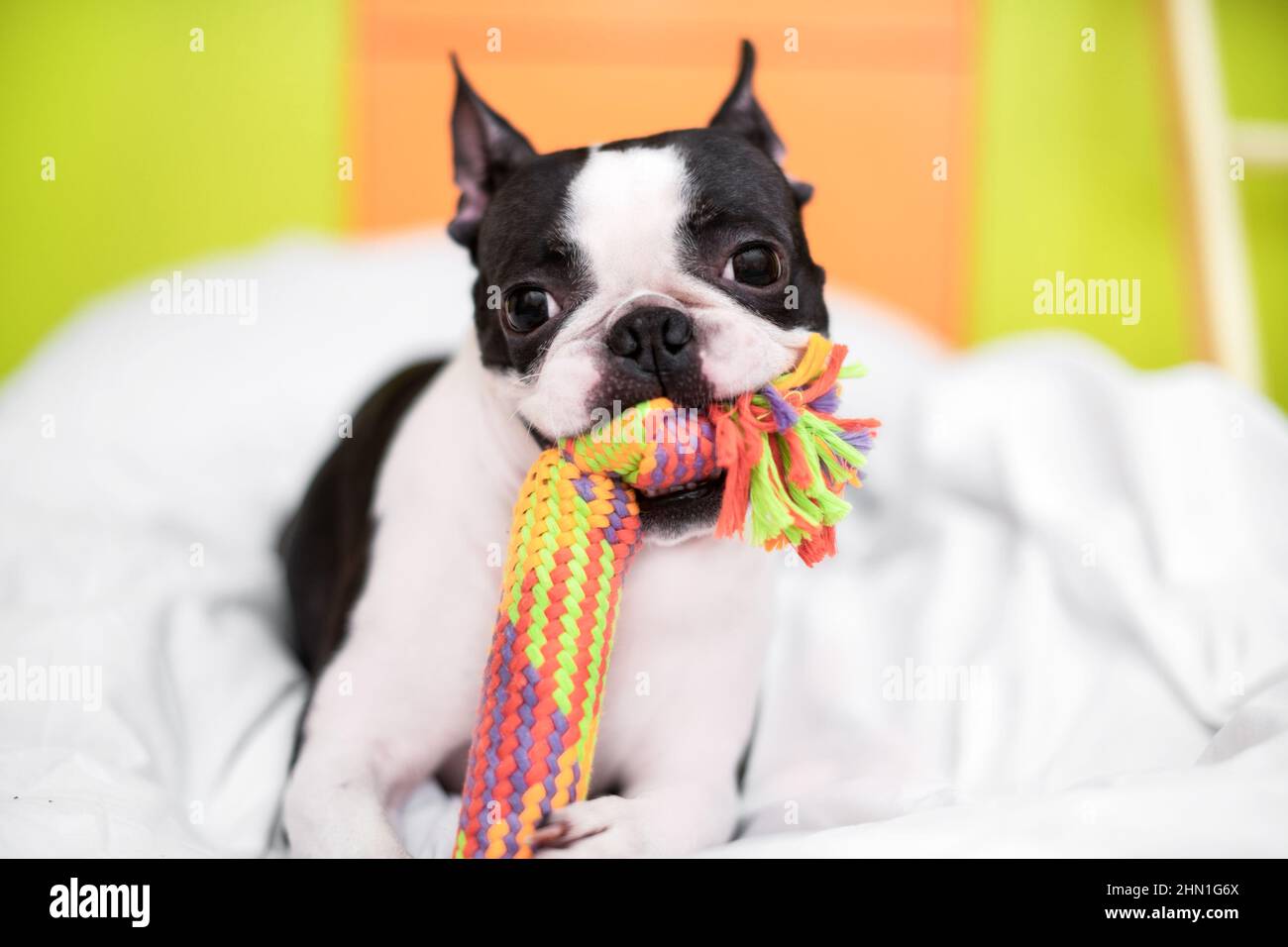 Funny Boston Terrier is playing with a colored toy on the bed in the bedroom at home. The dog is happy and contented. Stock Photo