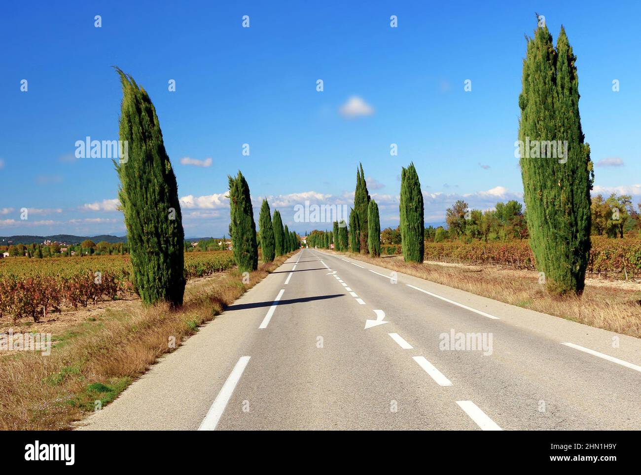 Provencal road lined with cypresses Stock Photo