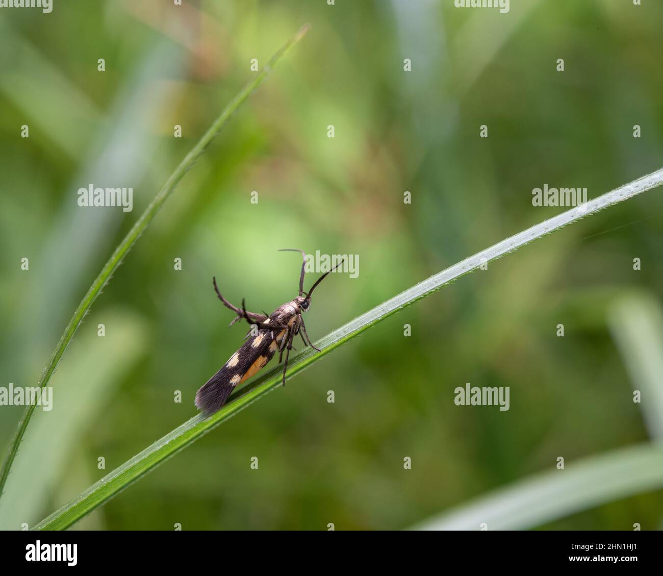 Closeup of a stathmopoda on the grass in a field with a blurry background Stock Photo