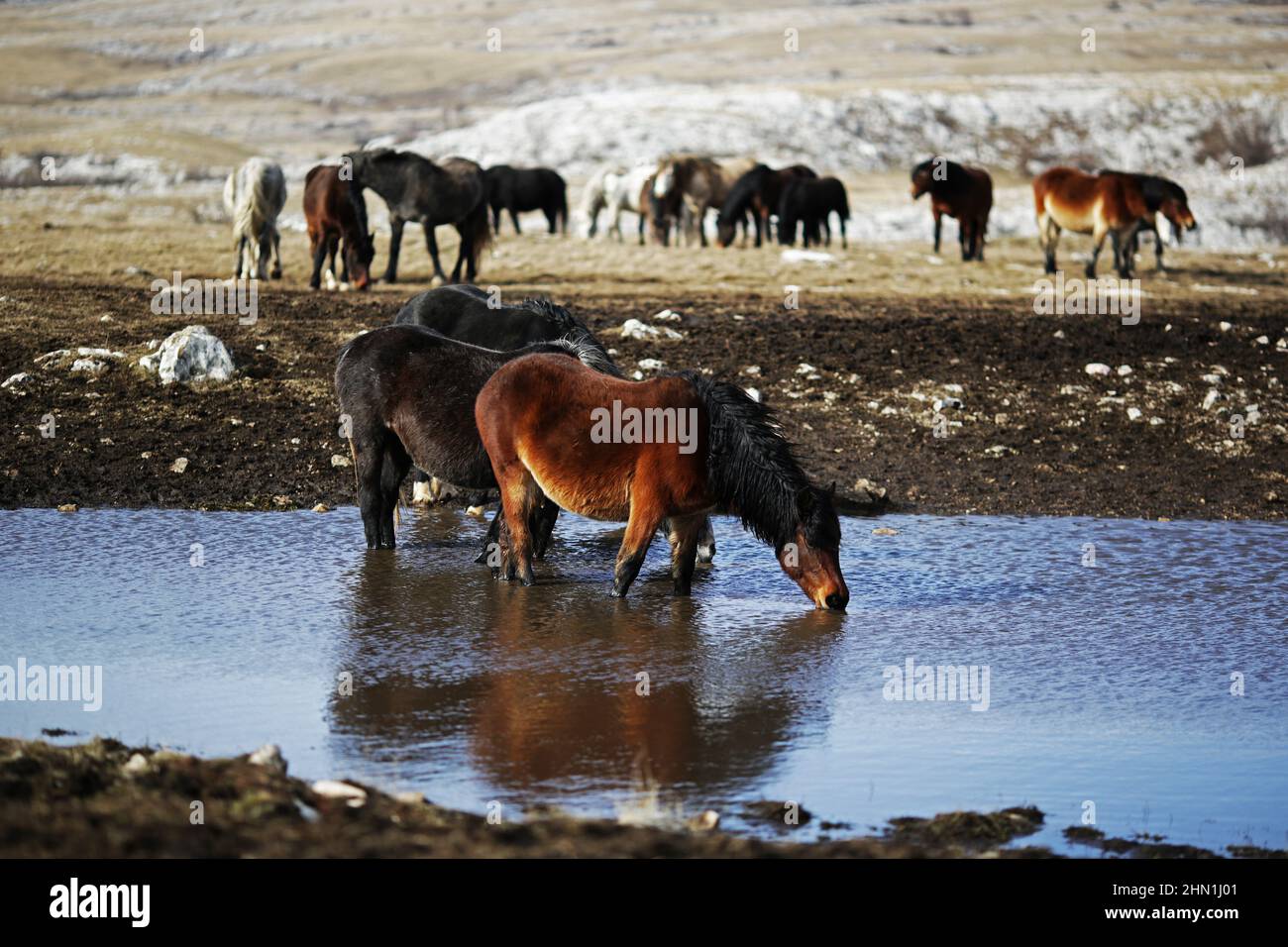 A herd of wild horses drinking water from natural pool on mountain. Horses are located on mountain Kruzi near Livno. Beautiful animals Stock Photo