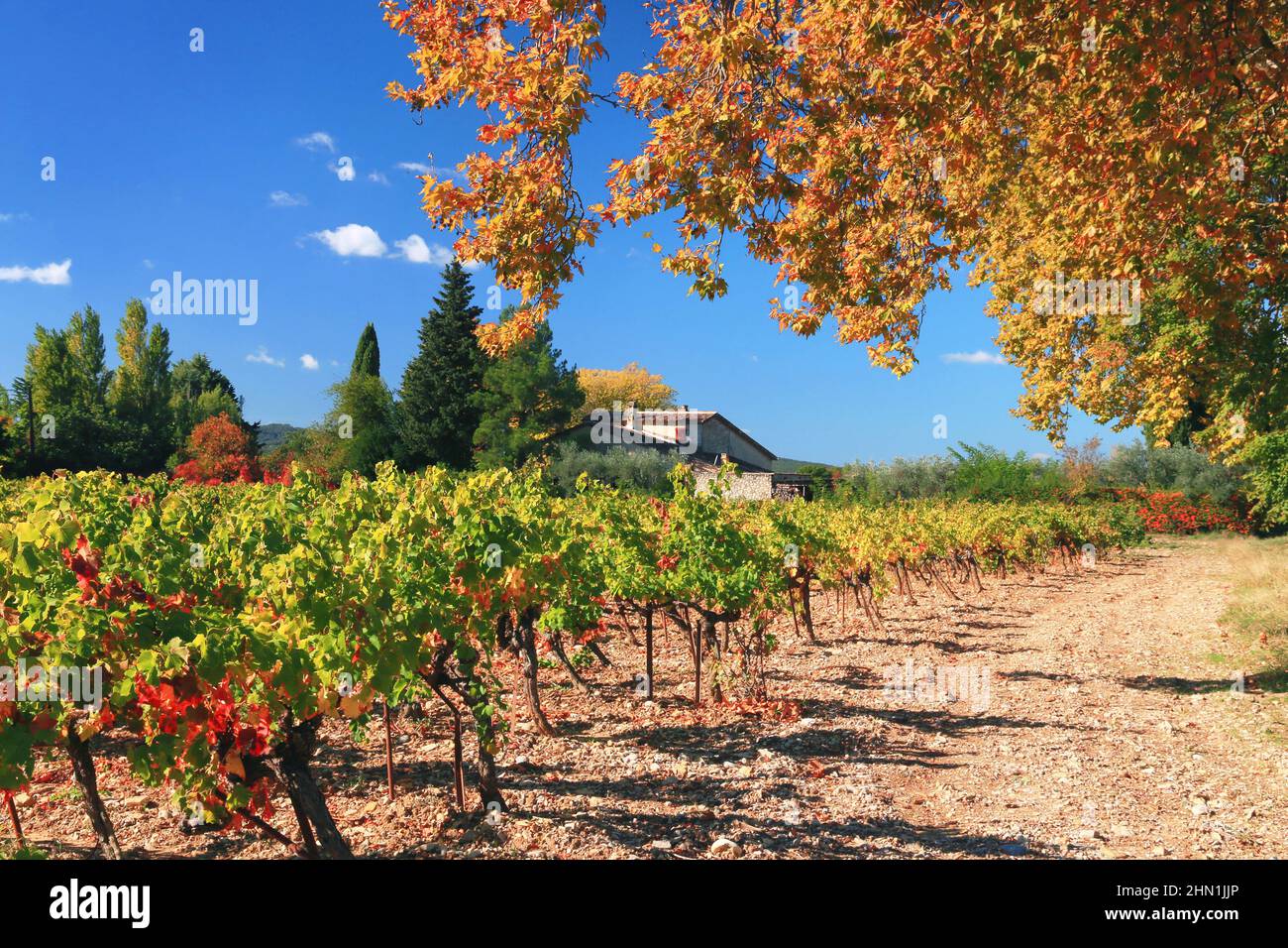 Vineyard and plane tree branches in autumn colors. Stock Photo