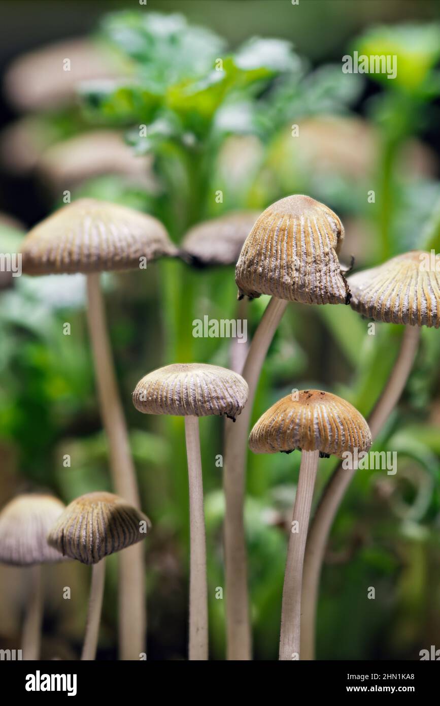 A close up of tiny mushrooms that grow quickly in potted plants Stock Photo Alamy