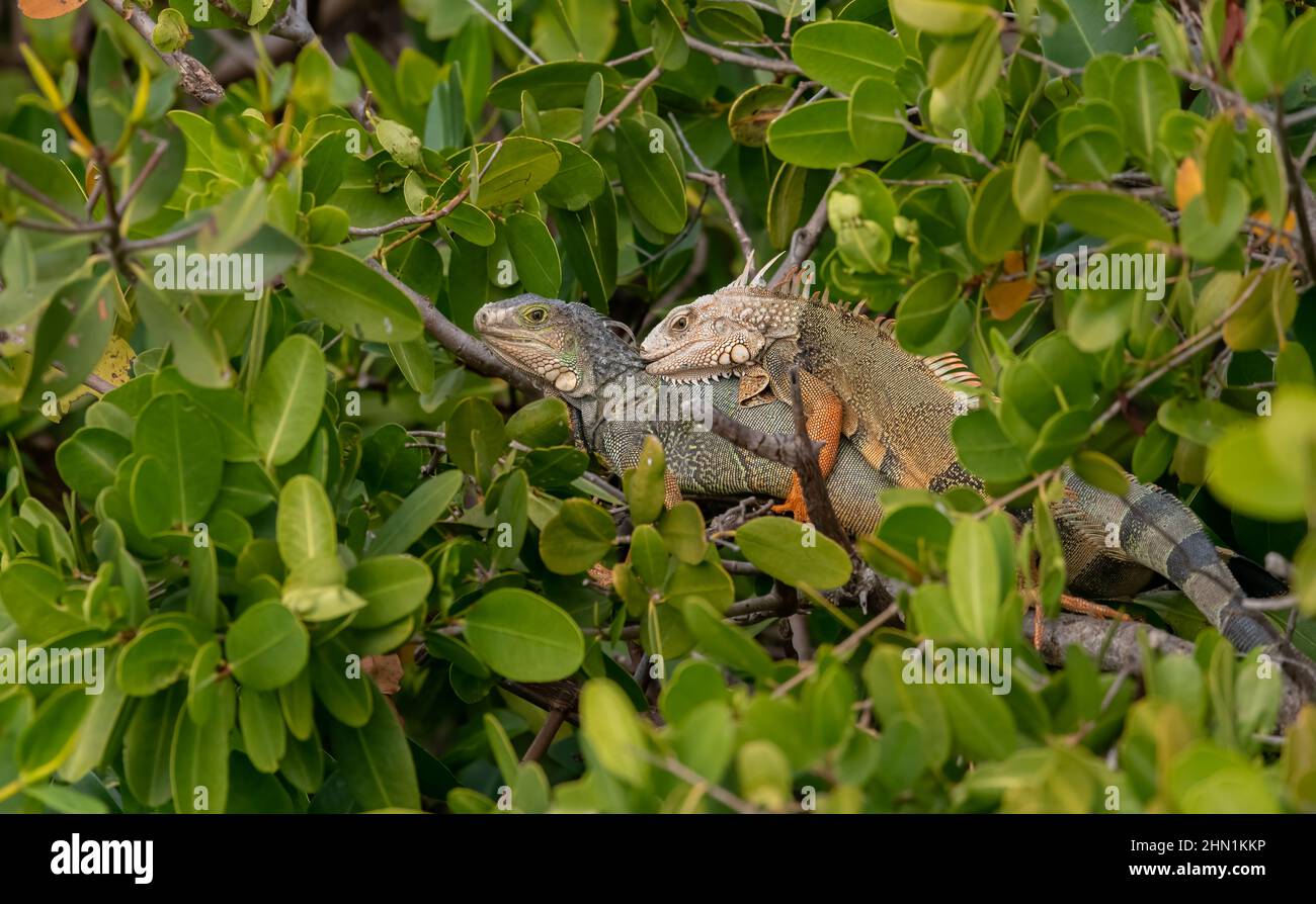 A pair of green Iguanas (Iguana iguana) on a branch in the Florida Keys, Florida, USA. Stock Photo