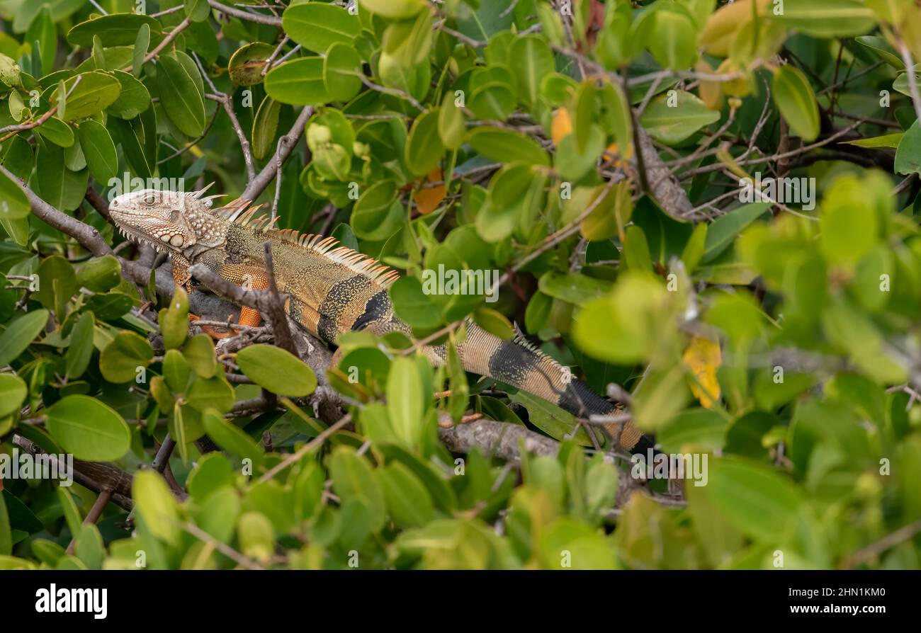 A Green Iguana (Iguana iguana) on a branch in the Florida Keys, Florida, USA. Stock Photo