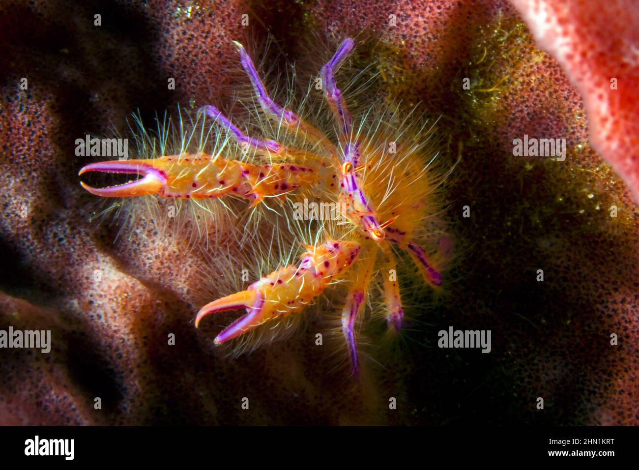 Hairy Squat Lobster in defensive posture on barrel sponge, Solomon