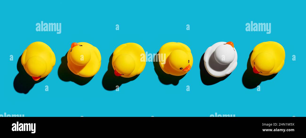 White rubber duck stands out from the crowd. Difference, individuality, diversity, minority or independence in business concept. Stock Photo