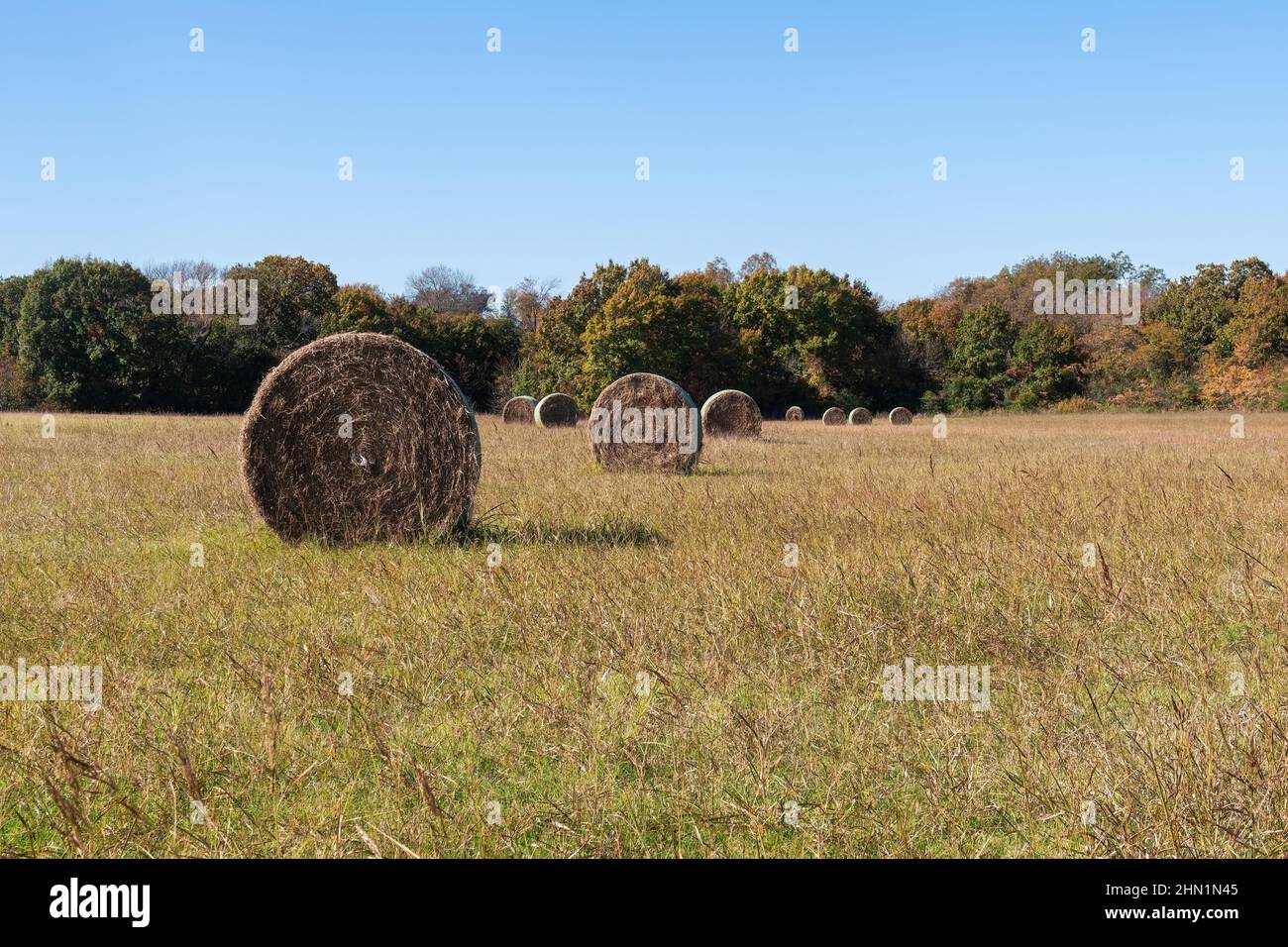 Side view of large round bales of hay resembling wheels scattered across a field on a sunny afternoon. Stock Photo