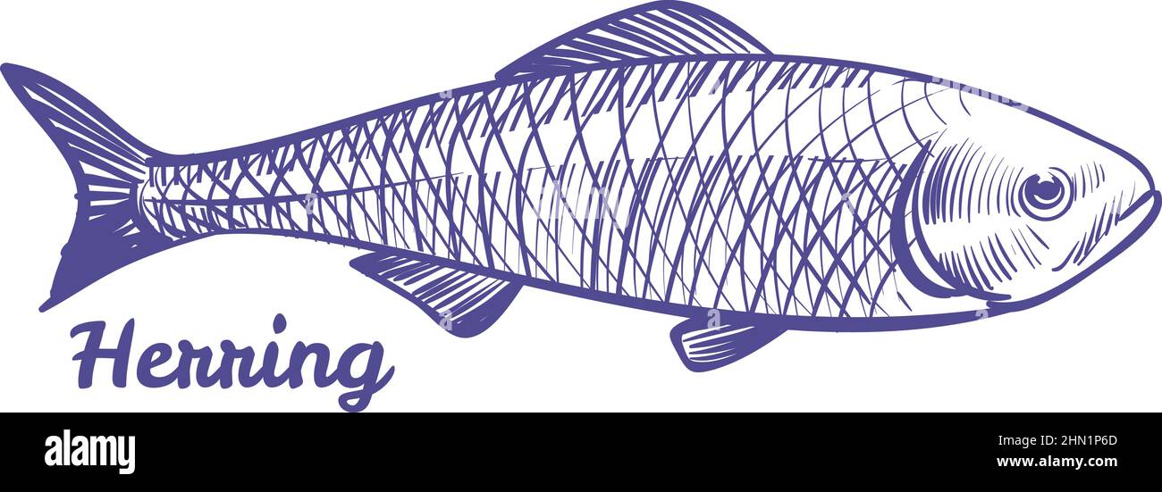 Herring drawing. Silver darling sea fish sketch Stock Vector Image & Art Alamy