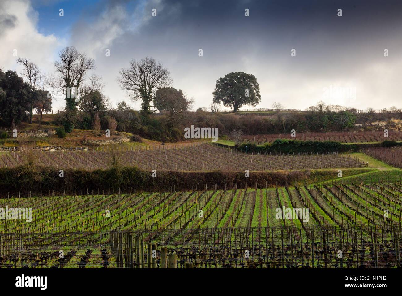 Vineyards in Saint Emilion a Unesco World Heritage site in the Bordeaux area. France. Stock Photo