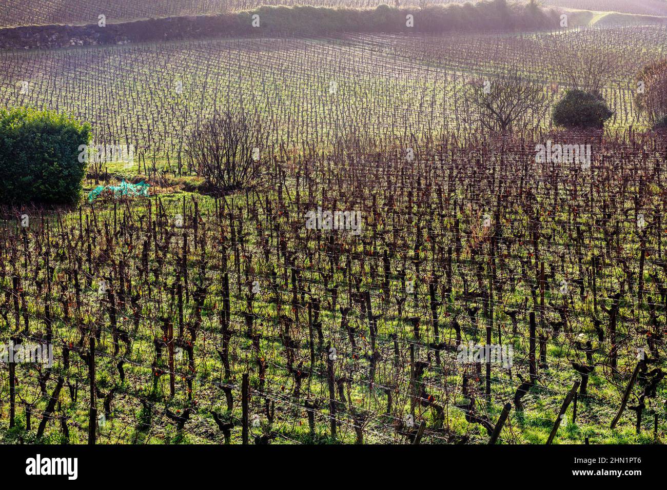 Vineyards in the town of Saint Emilion in southwestern France. A region producing wine in the area of Bordeaux. Stock Photo